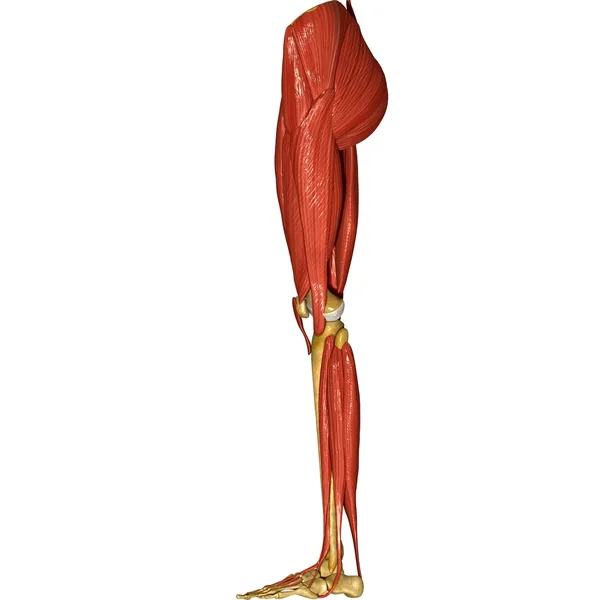 Beinmuskeln — Stockfoto