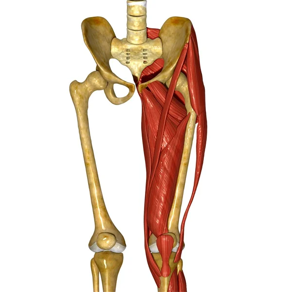 Musculatura da coxa — Fotografia de Stock