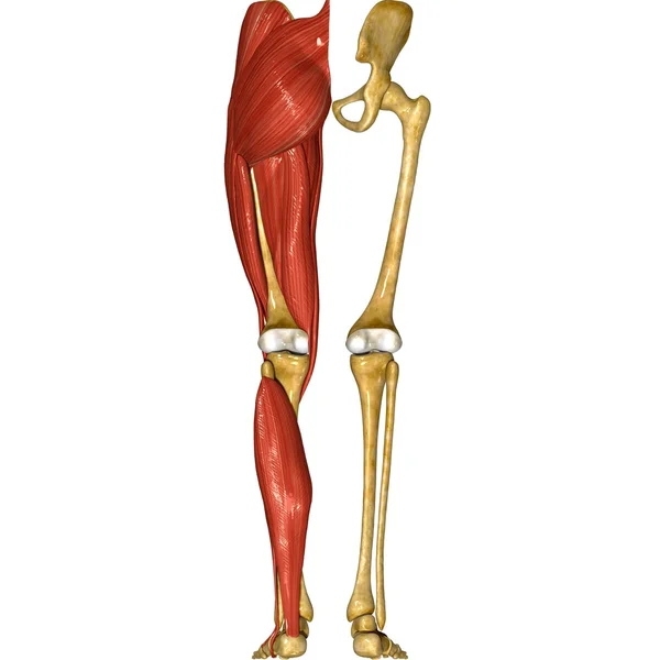 腿部的肌肉 — 图库照片