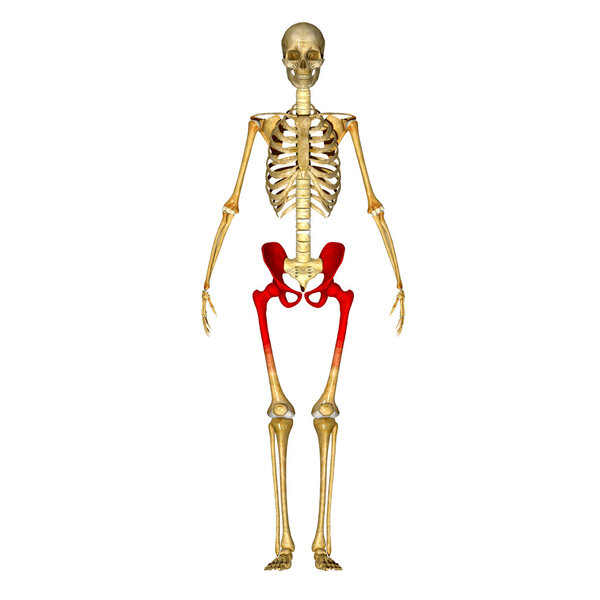 Skeleton hip