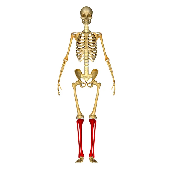腓骨と脛骨 — ストック写真