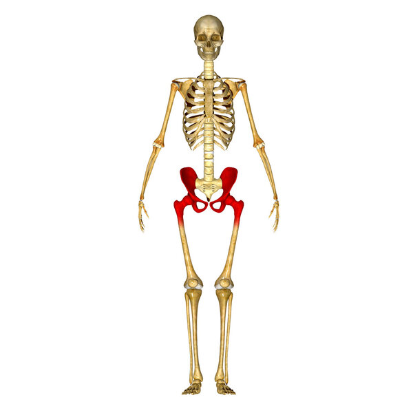Skeleton hip