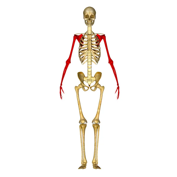 Mãos de esqueleto — Fotografia de Stock