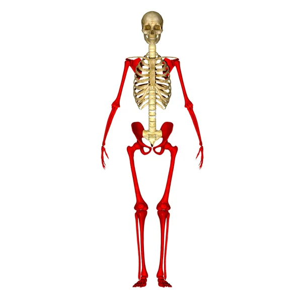 Skelett hand och ben — Stockfoto