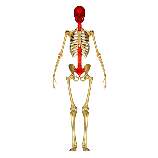 Baksida ben med skallen — Stockfoto