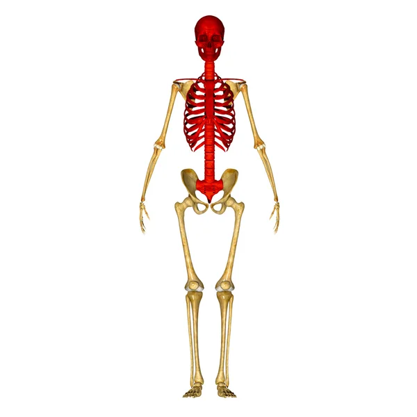 Skull with ribs — Stock Photo, Image