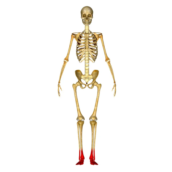 Skeleton feet — Stock Photo, Image