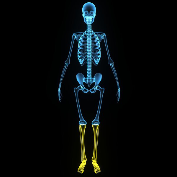 Skeleton legs