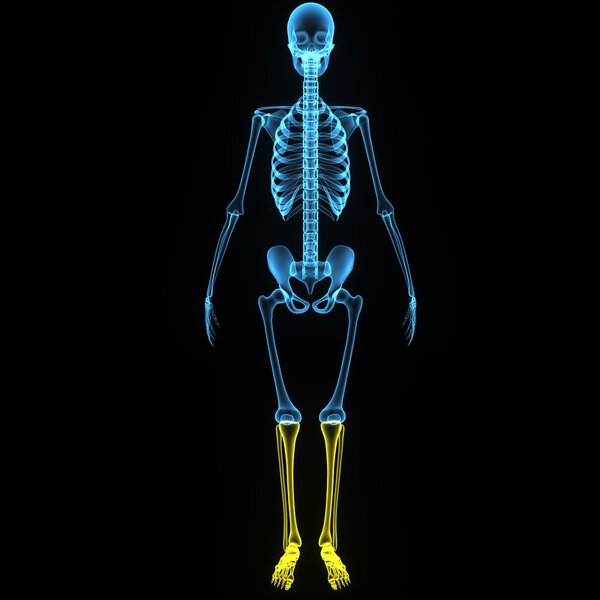 Skeleton legs