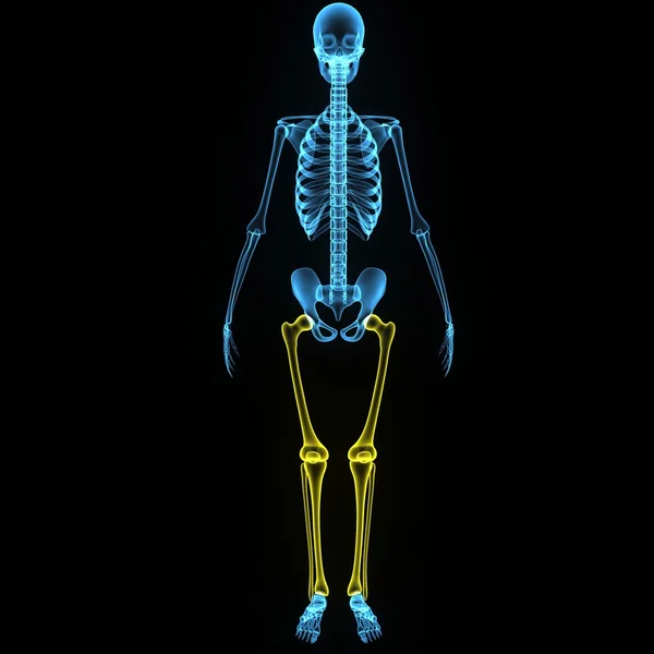 Skeleton legs — Stock Photo, Image