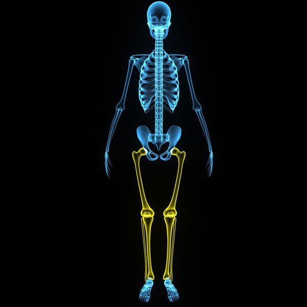 Skeleton legs