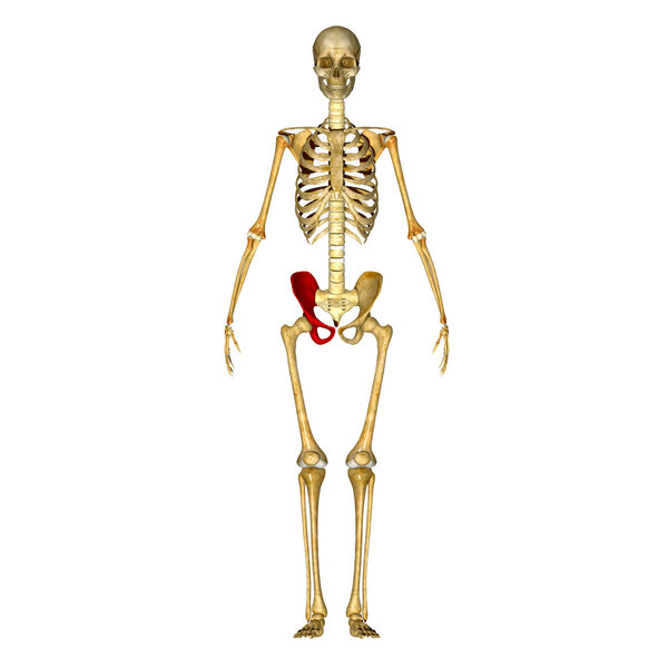 Pelvic hip