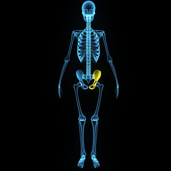 Pelvic hip — Stock Photo, Image