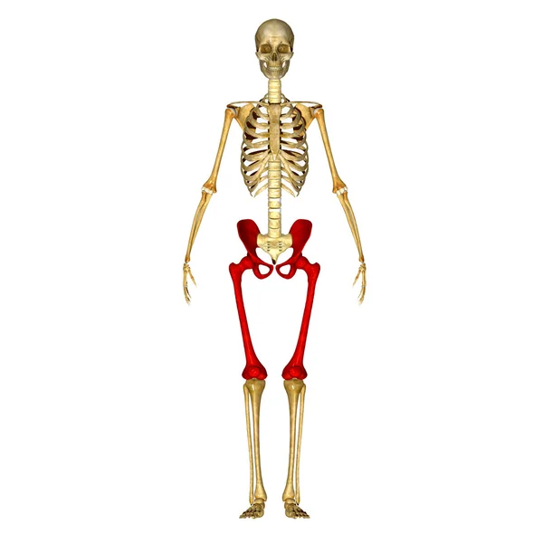 Hip with femur — Stock Photo, Image