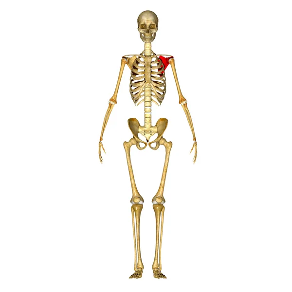 Scapula — Stock Photo, Image