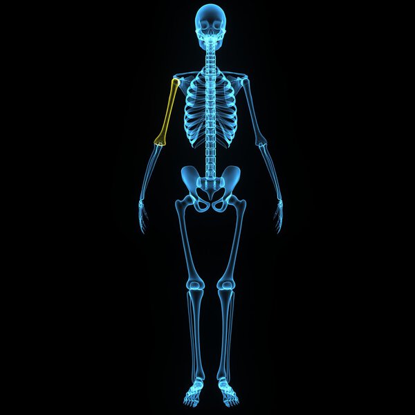 Humerus