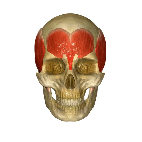Facial muscles — Stock Image Facial muscles Royalty Free Stock Images