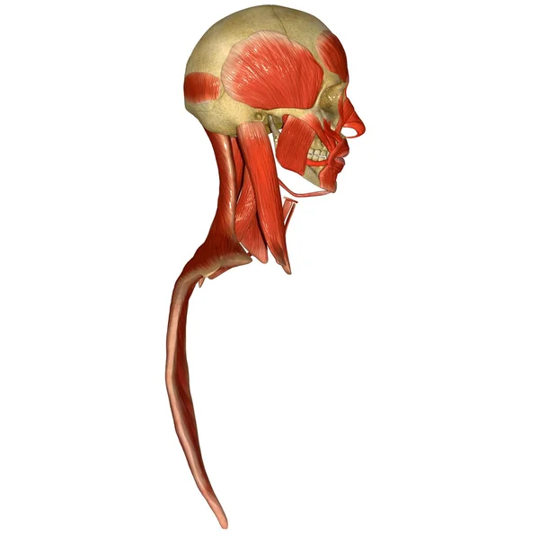 Facial muscles — Stock Image Facial muscles Stock Photo