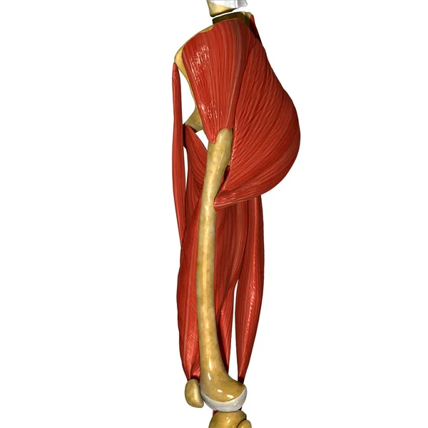 Thigh Muscle — Stock Image Thigh Muscle Stock Picture