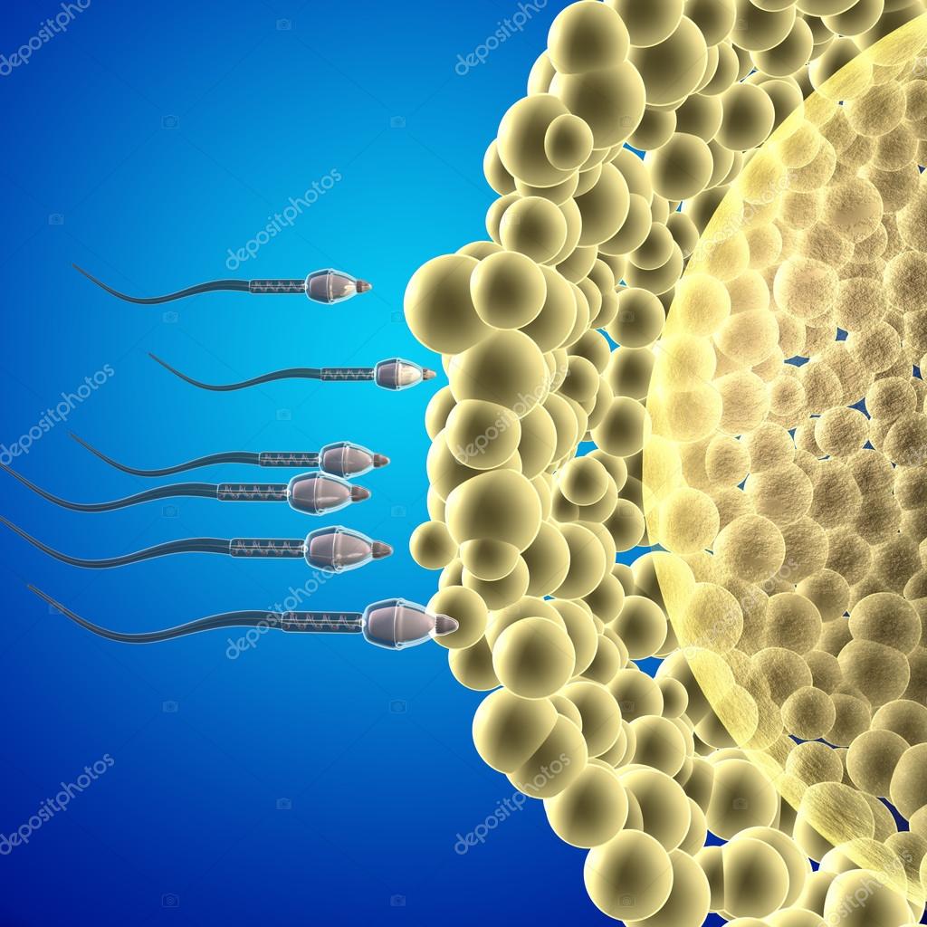 Women's Sperm