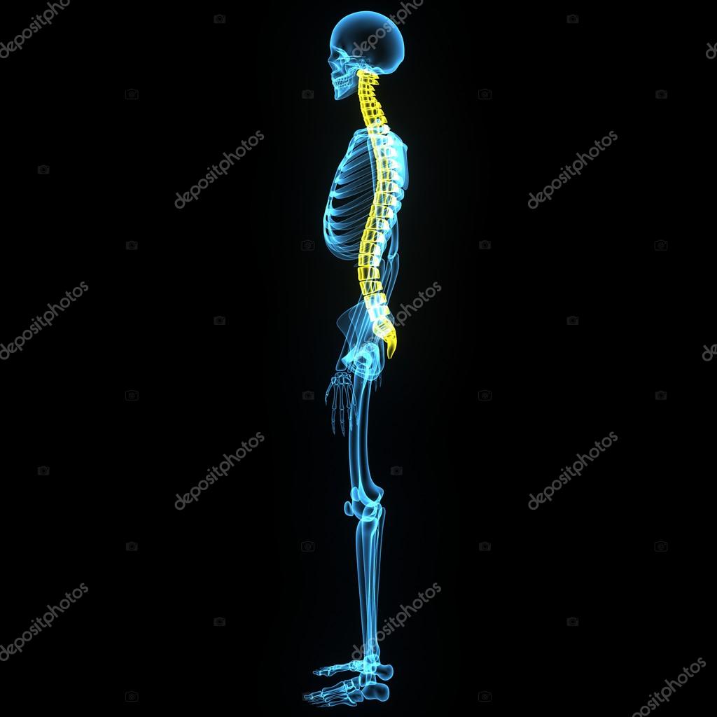 Spine, pain, backbone, back, logo, health, human, medical, white, medicine, anatomy, background, illustration, icon, bone, person, design, skeleton, body, vertebra, isolated, science, organ, sign, symbol, adult, healthy, object, hand