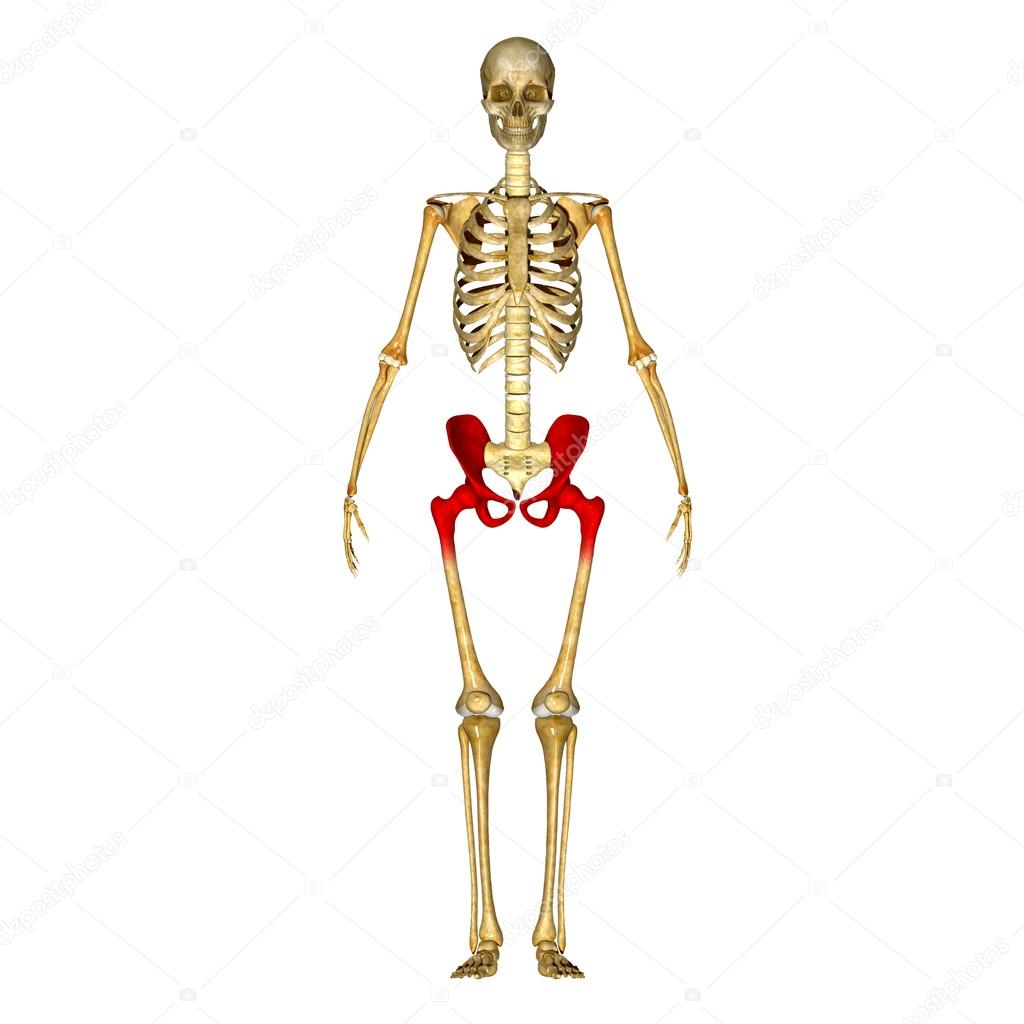 Skeleton hip