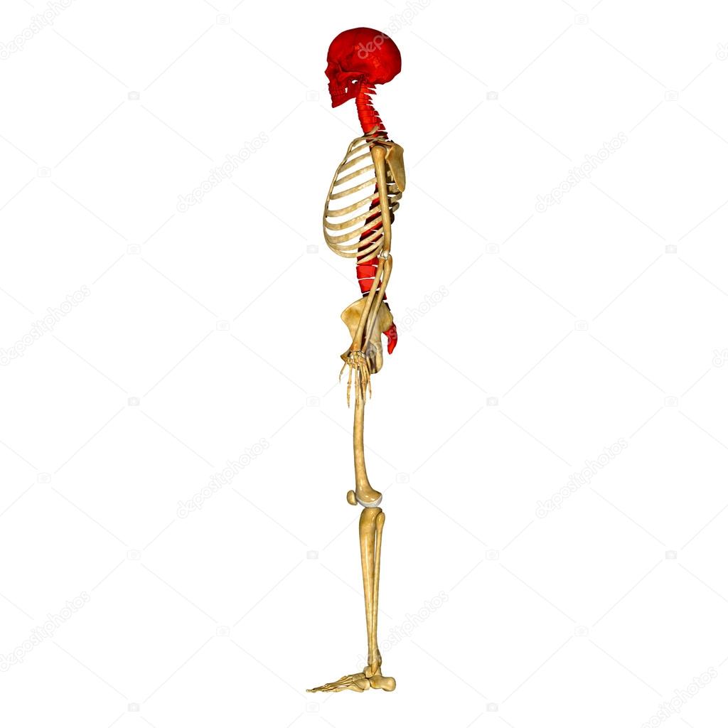 Back bone with skull