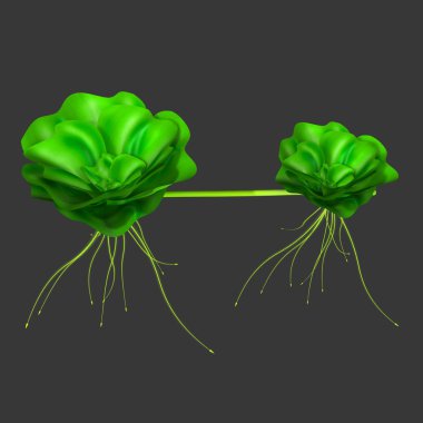 Pistia