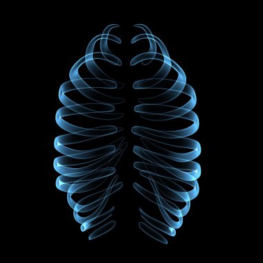 İskelet göğüs kafesi