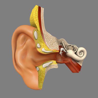 Human Ear Anatomy clipart