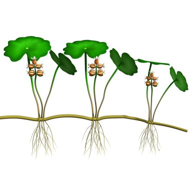 Hydrocotyle tıbbi bitkisel