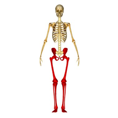 Skeleton Legs clipart