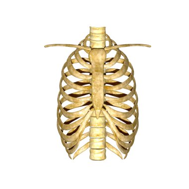 İskelet kaburga