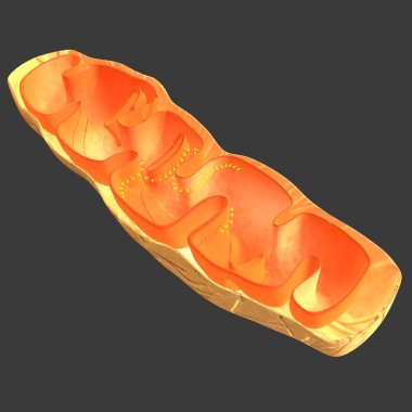 Mitochondrion clipart