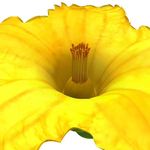 Yellow Cucurbita Flower — Stock Photo, Image