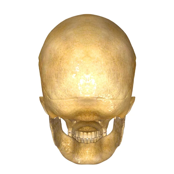 인간의 두개골을 다시 — 스톡 사진