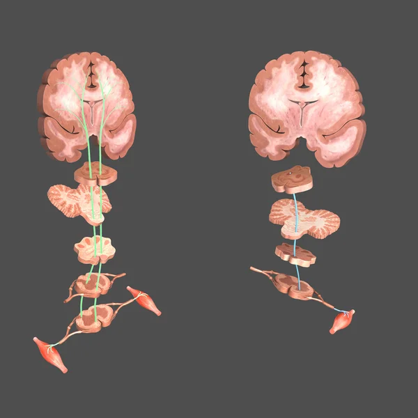 Motor areas of brain — Stock Photo, Image