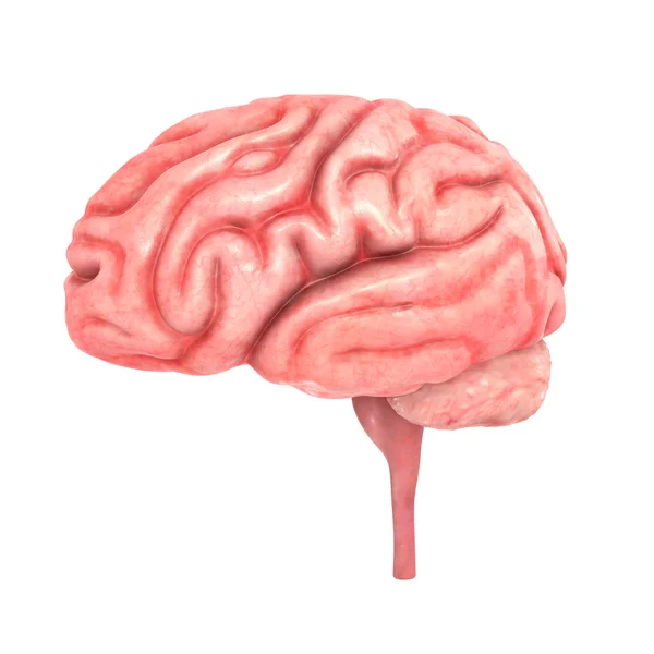 Human Brain — Stock Photo, Image