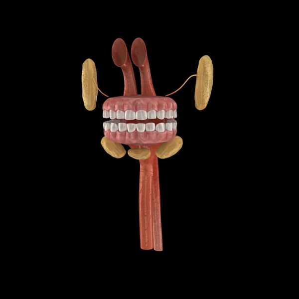 Anatomía de la boca humana —  Fotos de Stock