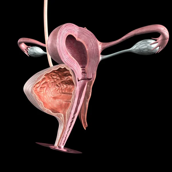 Female reproductive system — Stock Photo, Image