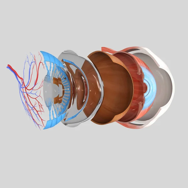 Anatomía ocular humana — Foto de Stock