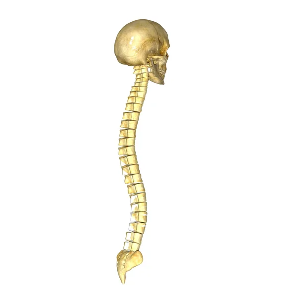 Human skull with backbone — Stock Photo, Image