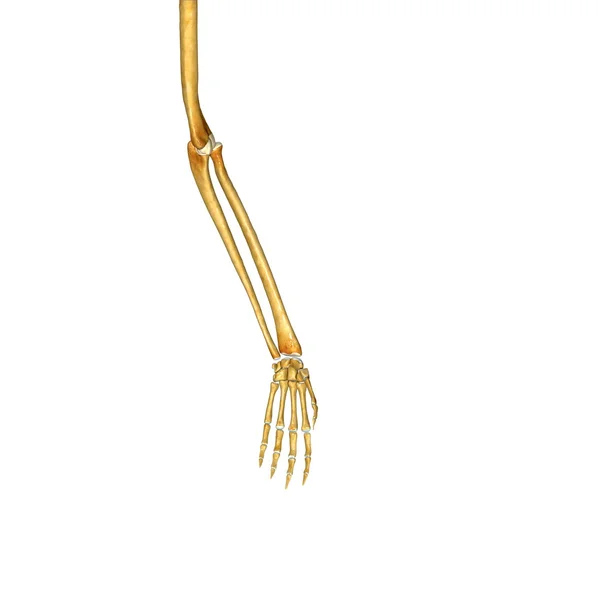 Skeleton human hand — Stock Photo, Image