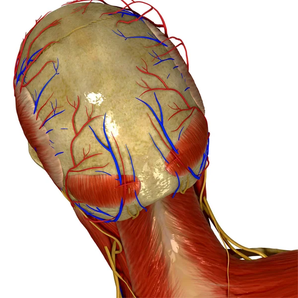 Skull with circulatory system — Stock Photo, Image