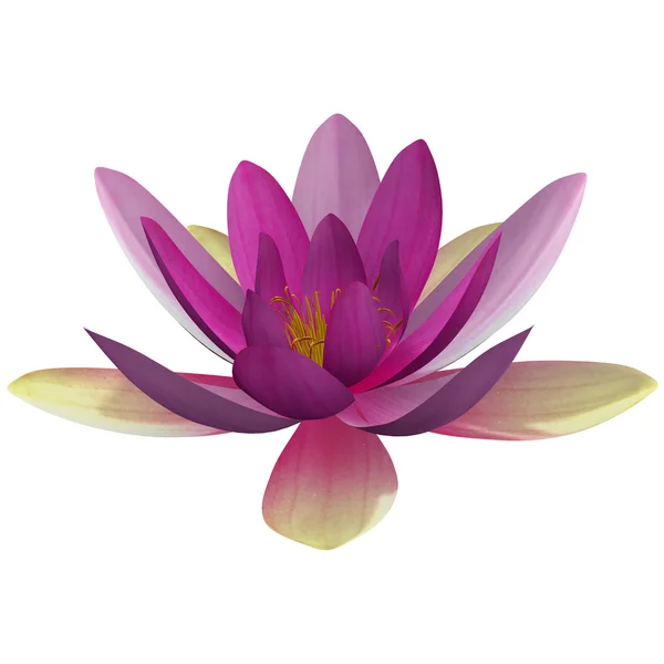 Nymphaea — Stock Photo, Image