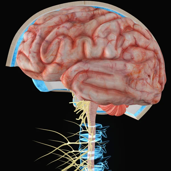 Ludzki mózg na czarny — Zdjęcie stockowe