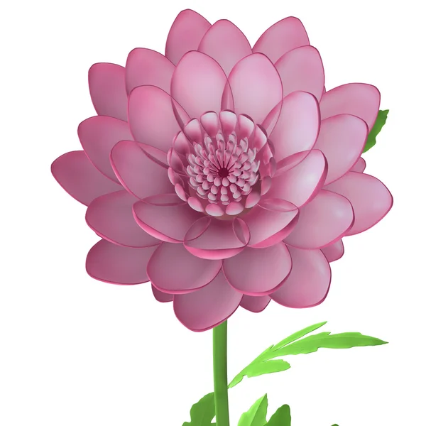 Chrysant geïsoleerd op wit — Stockfoto