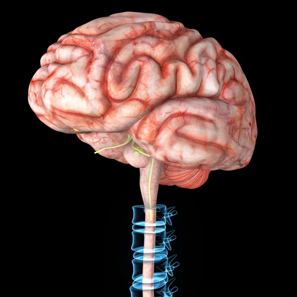 Cerebro con columna vertebral — Foto de Stock