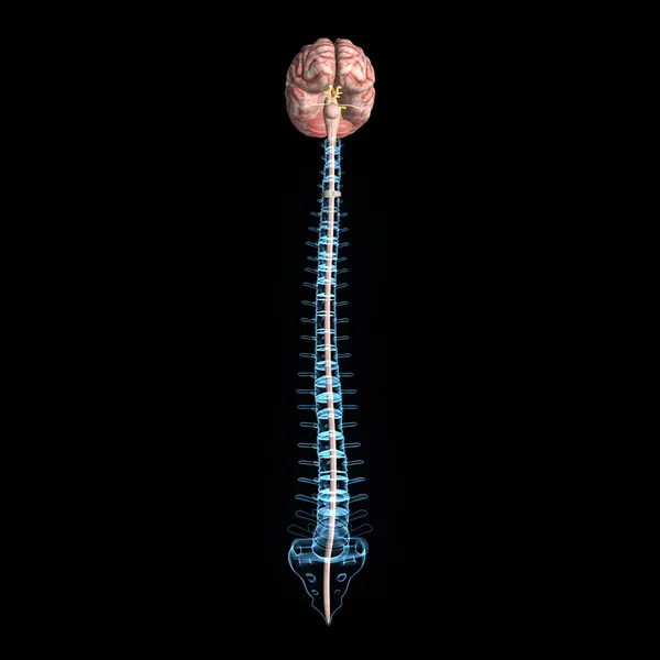 Cérebro com espinha dorsal — Fotografia de Stock