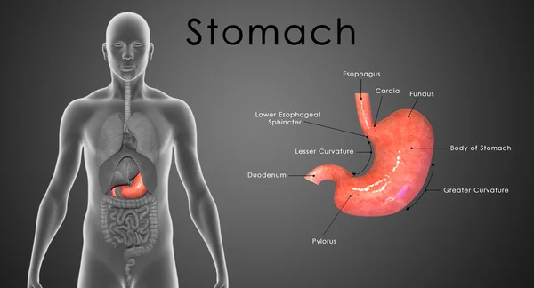Estómago — Foto de Stock